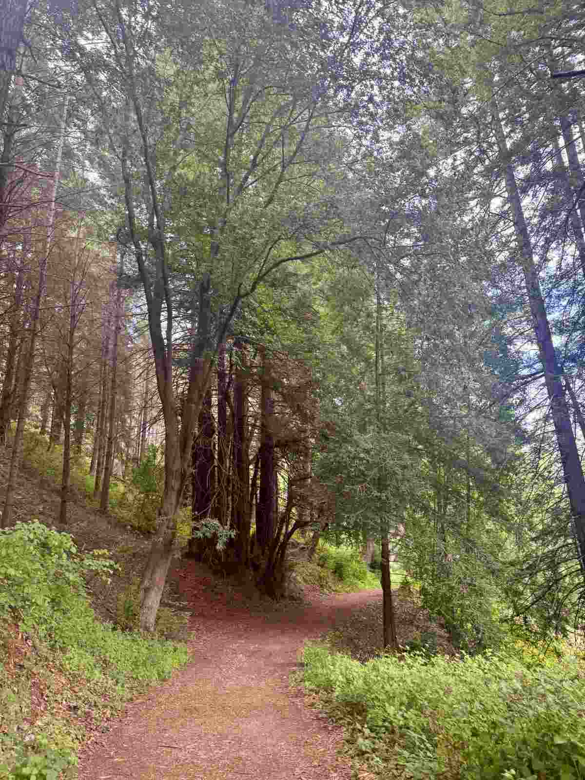 Community Hike: Pogonip Open Space
